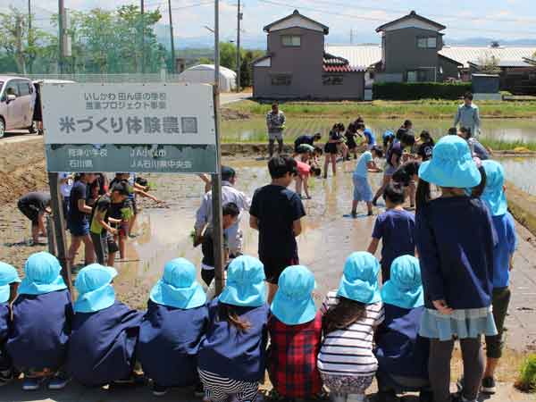 小学校田植え