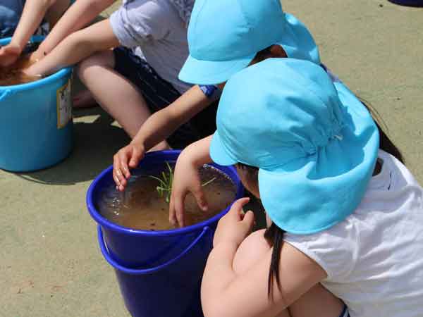 小学校田植え