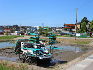 田植え	