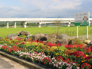 花壇の除草