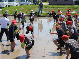 小学校田植え