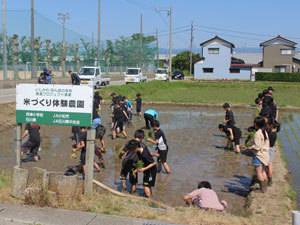 小学校田植え