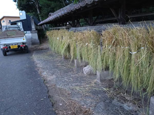 はさ干し作業