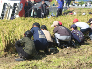 小学校稲刈り