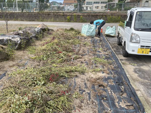 花壇の花上げ