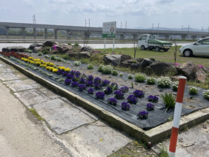 花壇メンテ