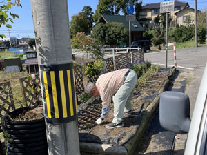 正門前花壇花上げ