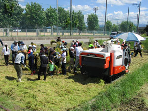 小学校稲刈り
