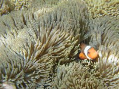 �J�N���N�}�m�~