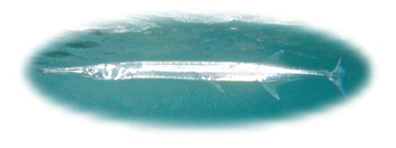 �I�L�U����