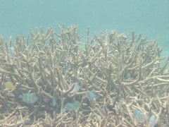 ���A�m�̊C4