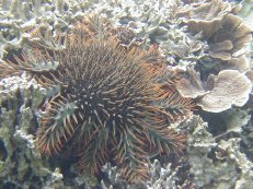 �I�j�q�g�f1