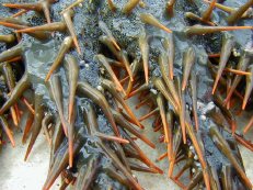 �I�j�q�g�f3