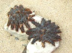 �I�j�q�g�f2