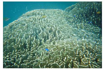 �A�I�T���S