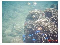 �����̕l�̊C��