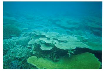 �����̃T���S