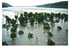 �}���O���[�u