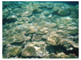 �T�o�������̊C