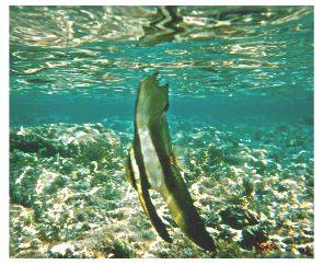 �c�o���E�I�̗c��