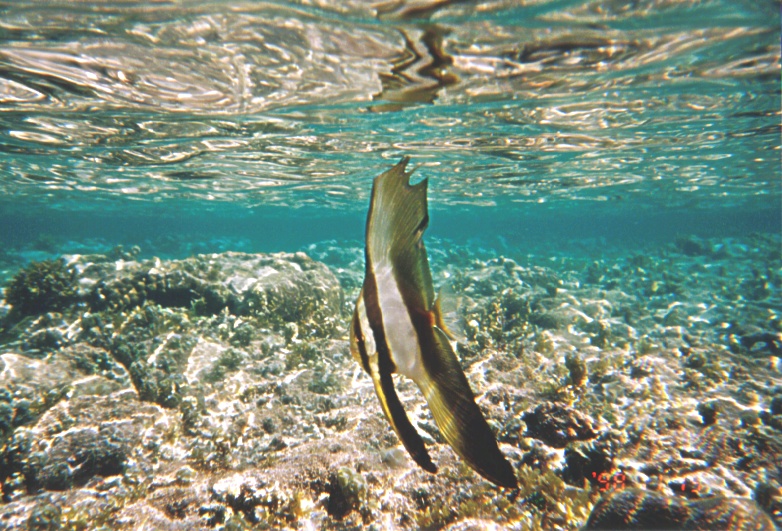 �c�o���E�I�̊g��ʐ^